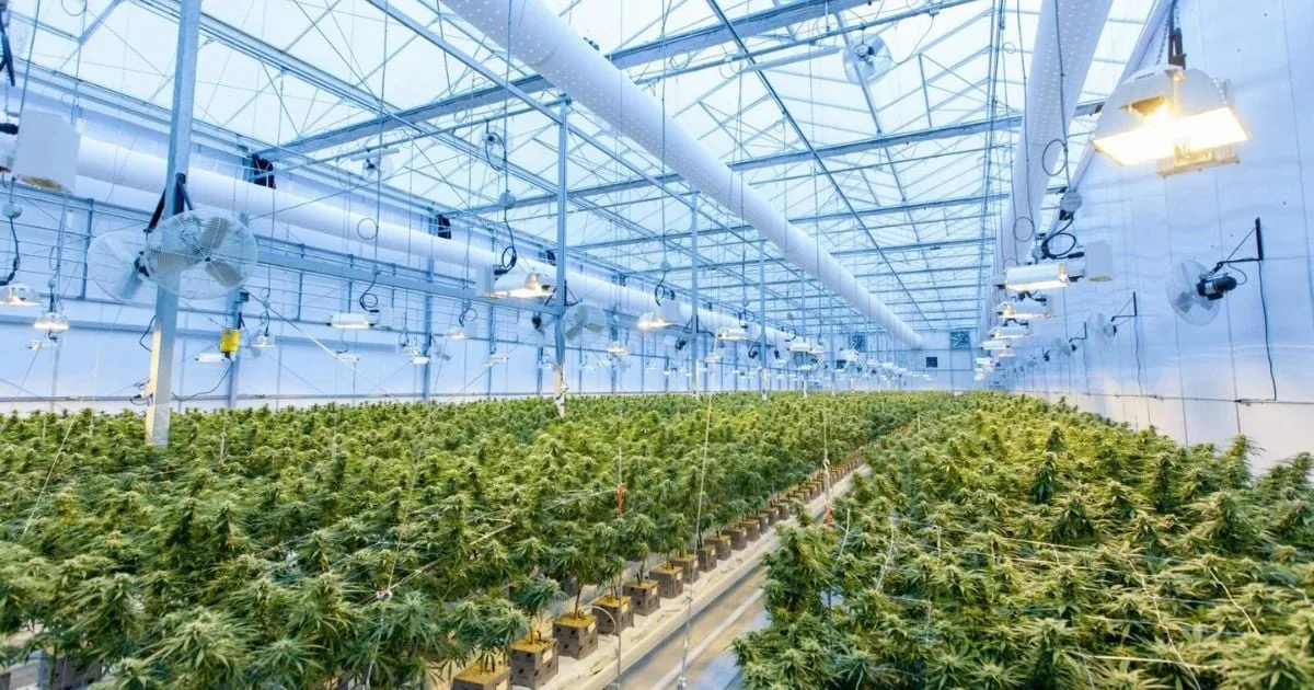 Bổ sung CO2 lỏng trong nhà kính giúp cây trồng phát triển mạnh mẽ và tăng năng suất