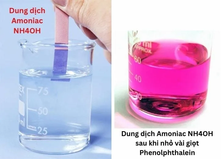 Phản ứng đổi màu hồng của dung dịch Amoniac NH4OH với quỳ tím và phenolphthalein